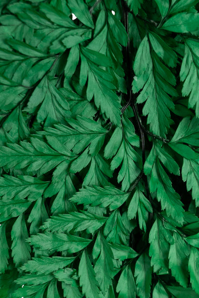 Feriga conservata H30-40 cm verde inchis