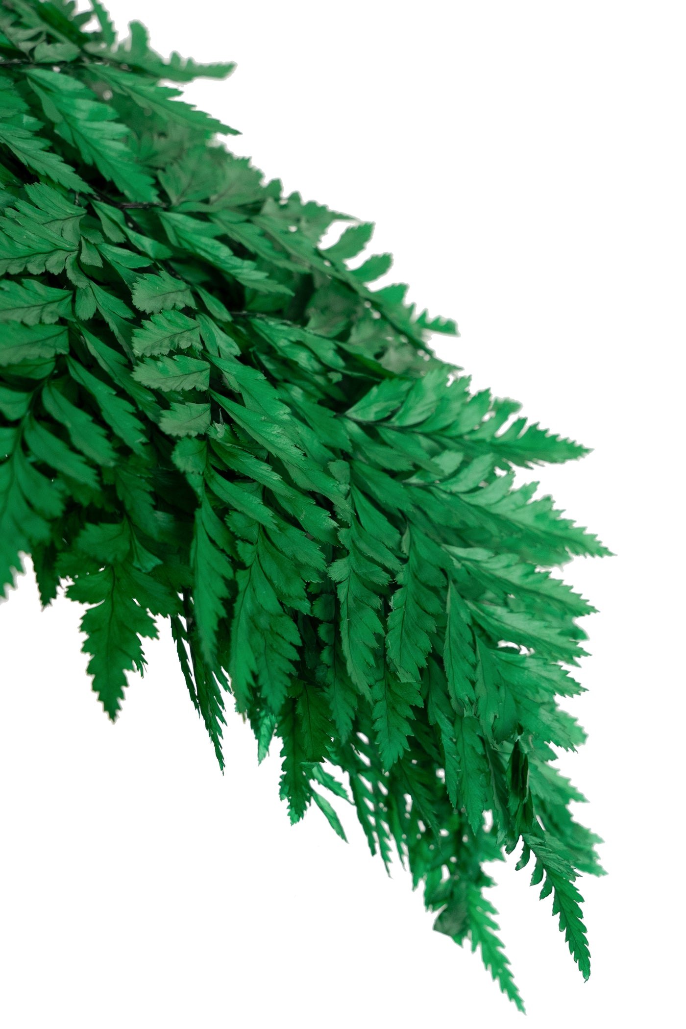 Feriga conservata H30-40 cm verde inchis