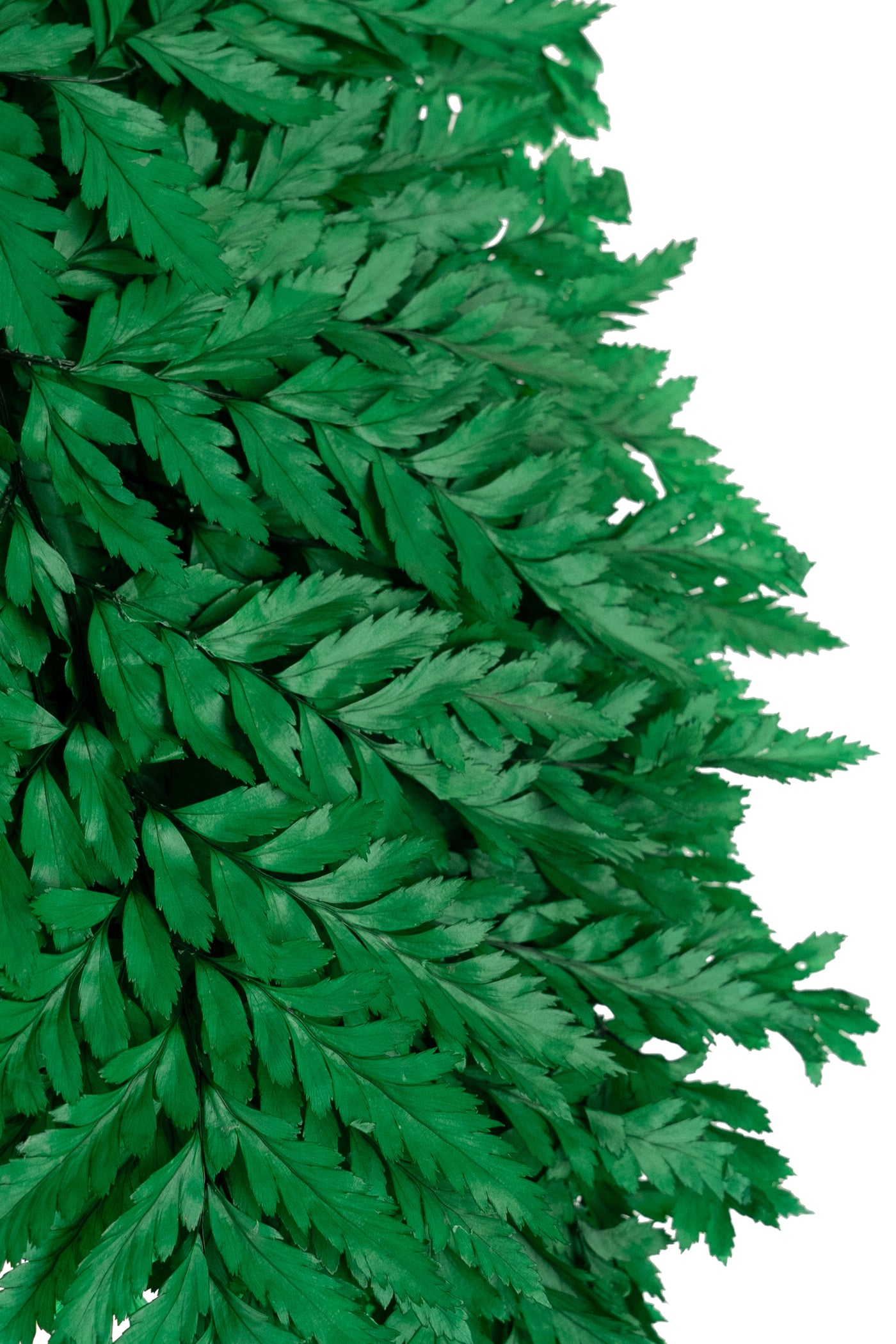 Feriga conservata H30-40 cm verde inchis