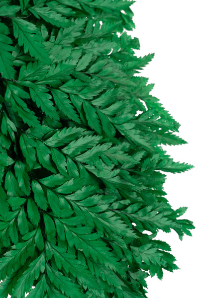 Feriga conservata H30-40 cm verde inchis