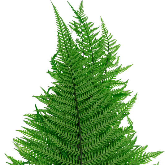 Feriga conservata H50-60 cm verde