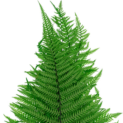 Feriga conservata H50-60 cm verde