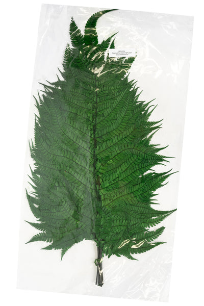 Feriga conservata H50-60 cm. verde