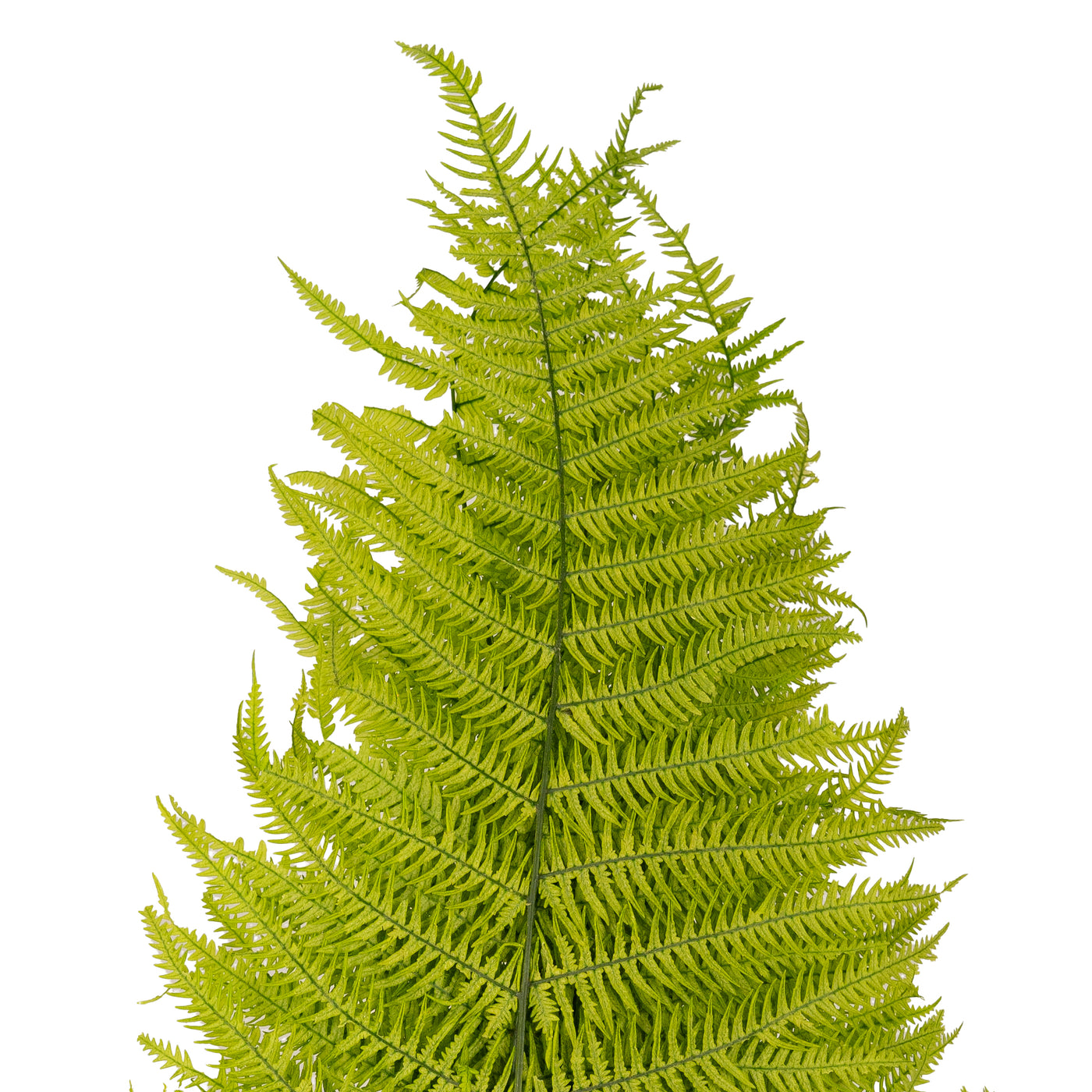 Feriga conservata H50-60 cm verde deschis