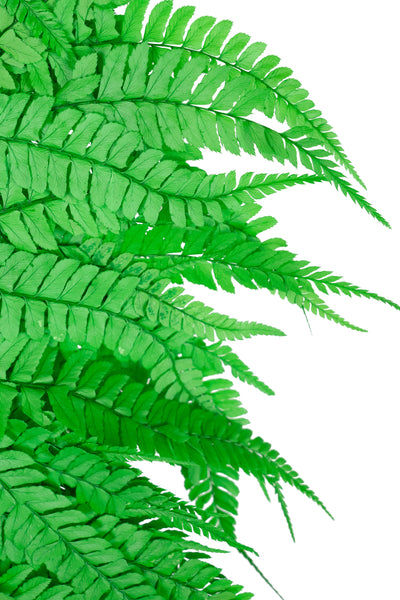 Feriga conservata H50-60 cm. verde deschis