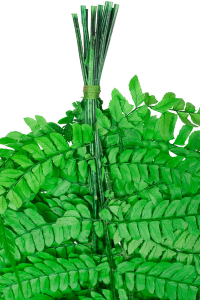 Feriga conservata H50-60 cm. verde deschis