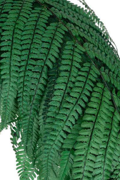 Feriga conservata H50-60 cm. verde inchis