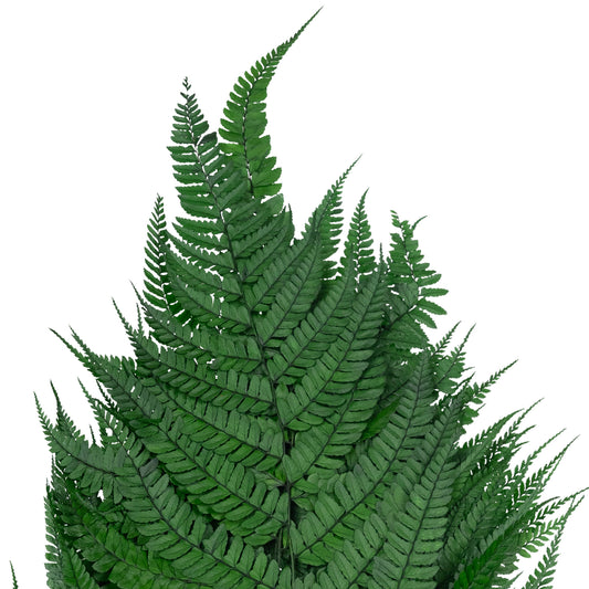 Feriga conservata H60-70 cm verde