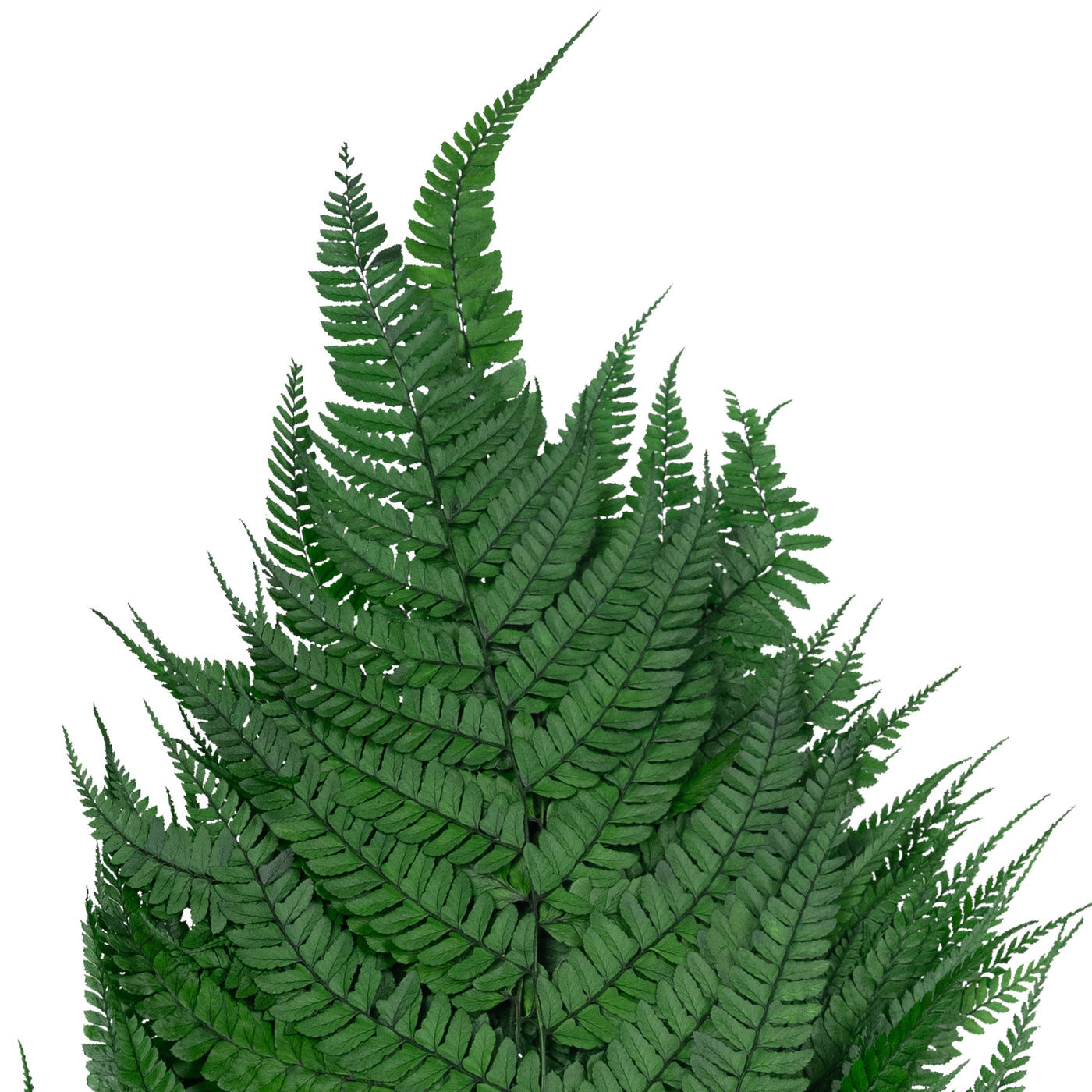 Feriga conservata H60-70 cm verde