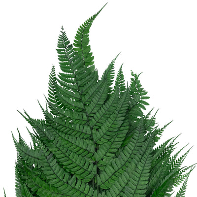 Feriga conservata H60-70 cm verde