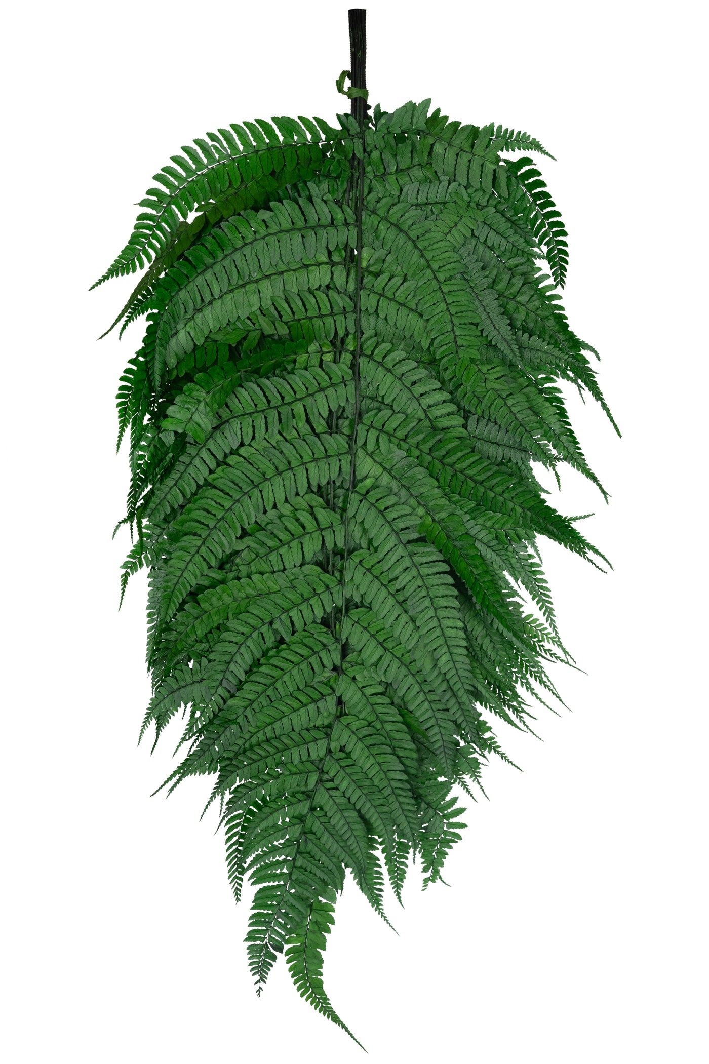 Feriga conservata H60-70 cm verde