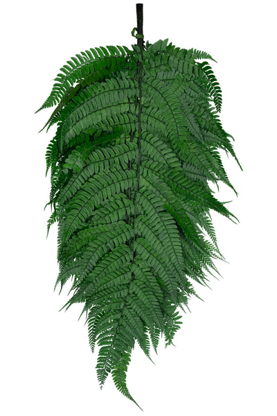 Feriga conservata H60-70 cm verde