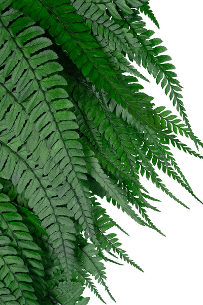 Feriga conservata H60-70 cm verde