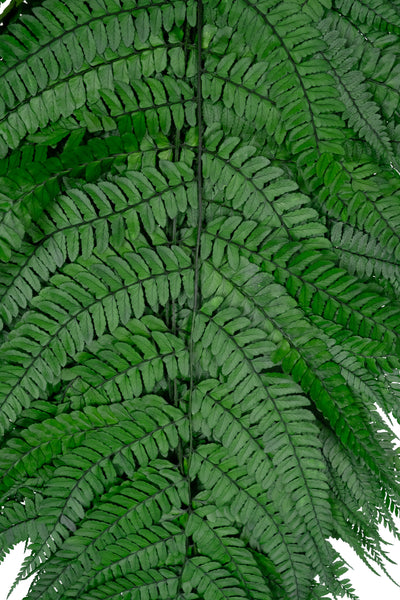 Feriga conservata H60-70 cm verde