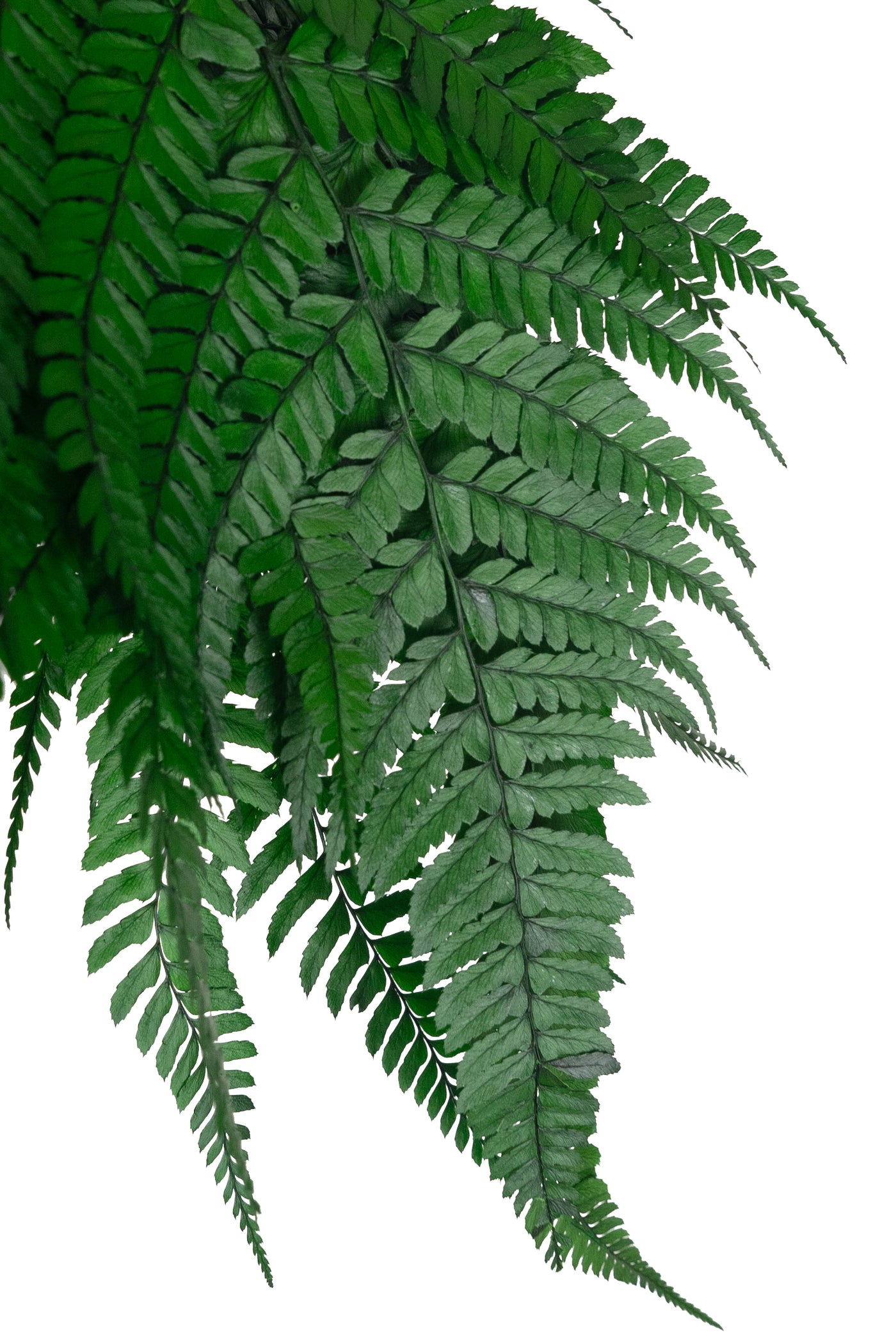 Feriga conservata H60-70 cm verde