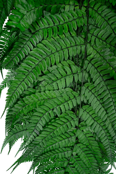 Feriga conservata H60-70 cm verde