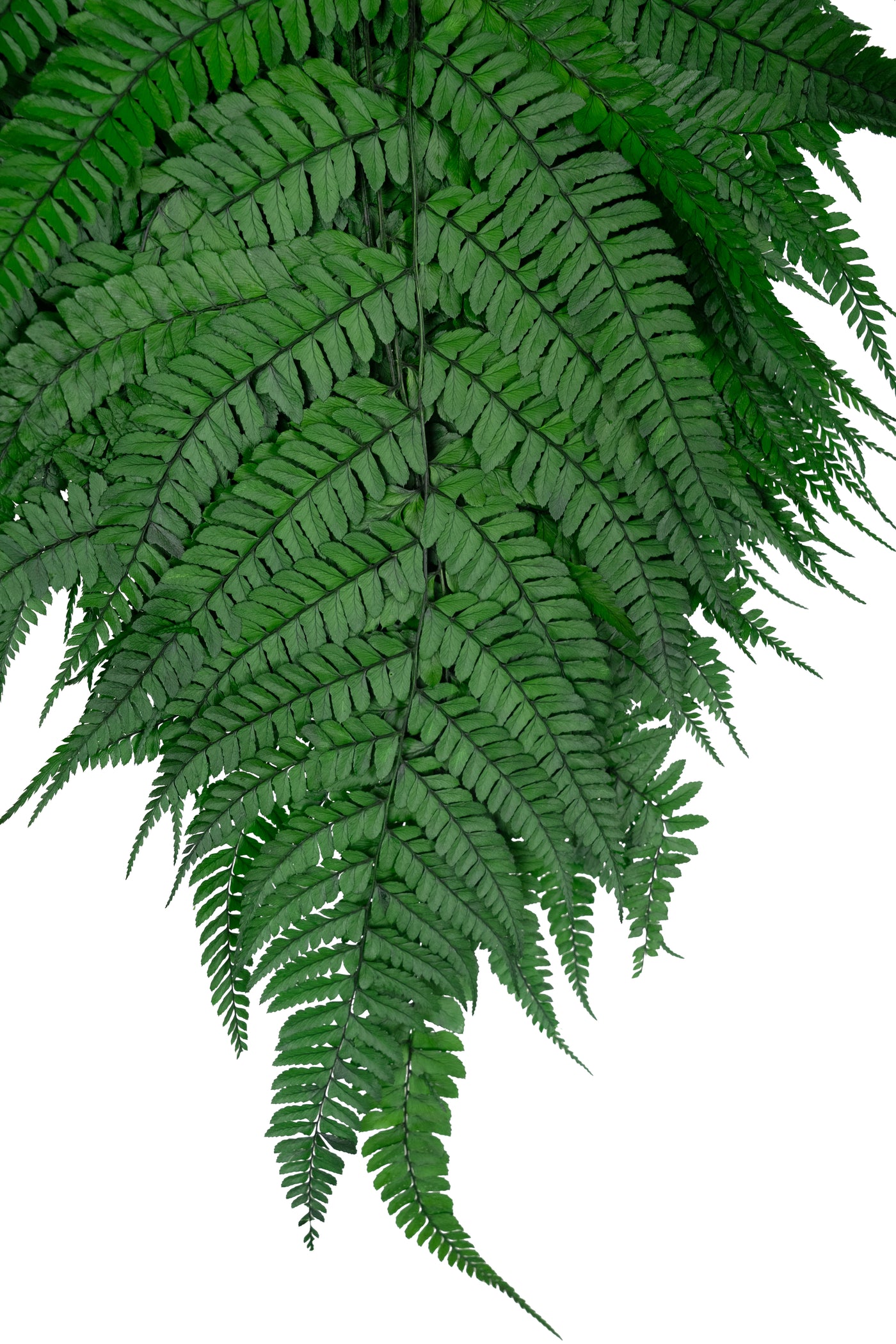 Feriga conservata H60-70 cm verde