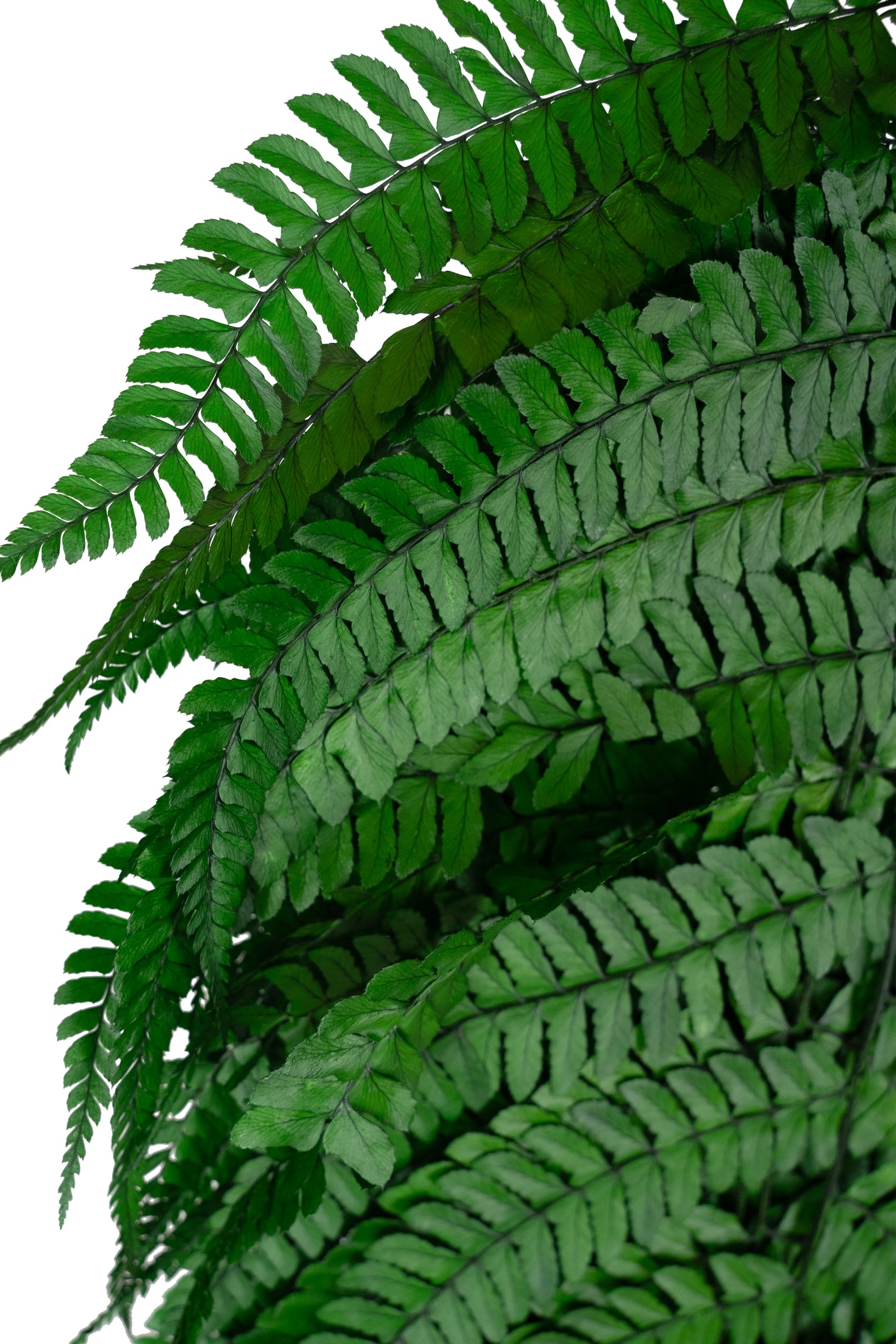 Feriga conservata H60-70 cm verde