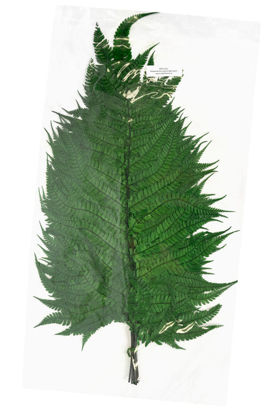 Feriga conservata H60-70 cm verde