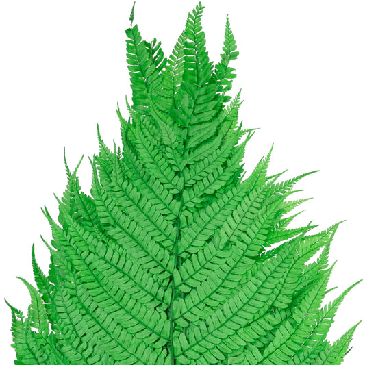 Feriga conservata H60-70 cm verde deschis