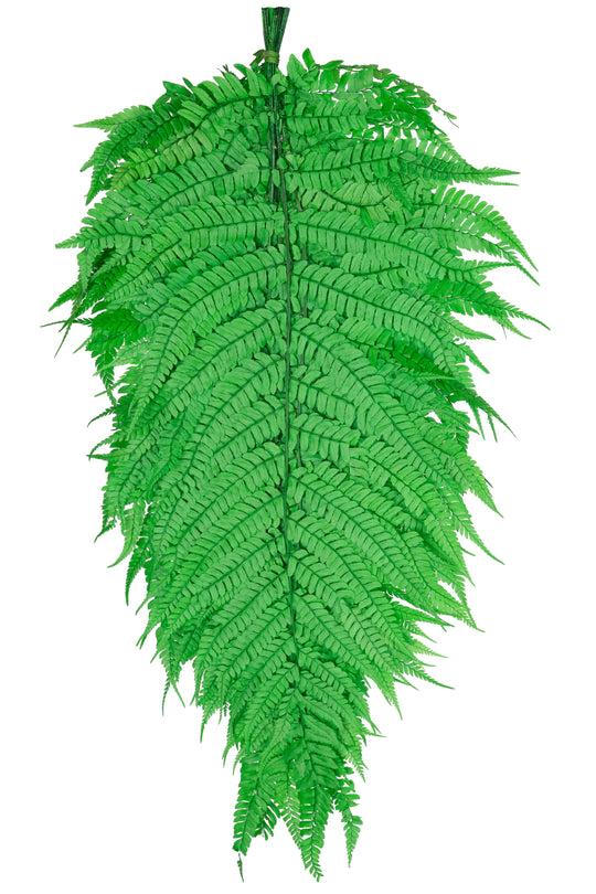 Feriga conservata H60-70 cm verde deschis