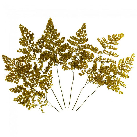 Feriga conservata Lutti H20-30 cm. verde maslin