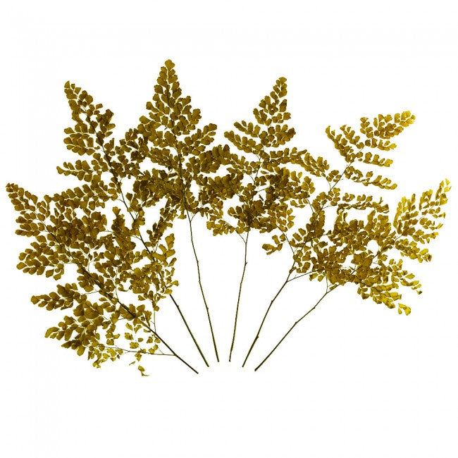 Feriga conservata Lutti H20-30 cm. verde maslin