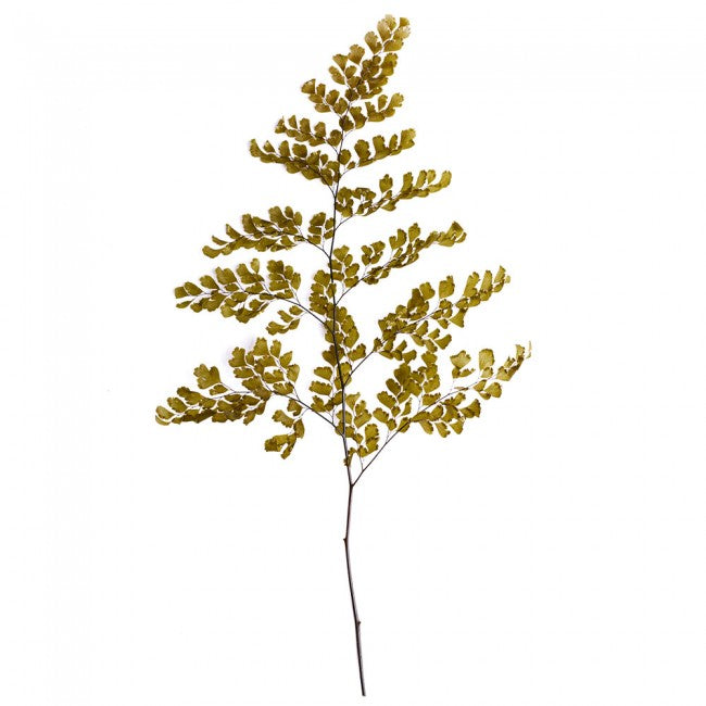 Feriga conservata Lutti H20-30 cm. verde maslin