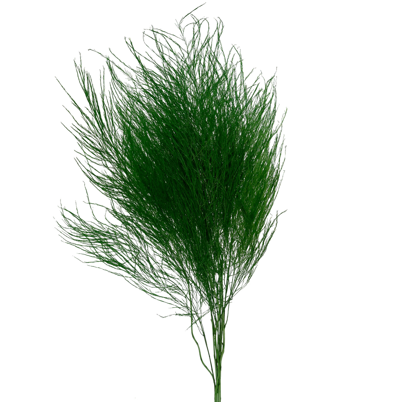 Feriga conservata Tiki H40-50 cm verde deschis RR54