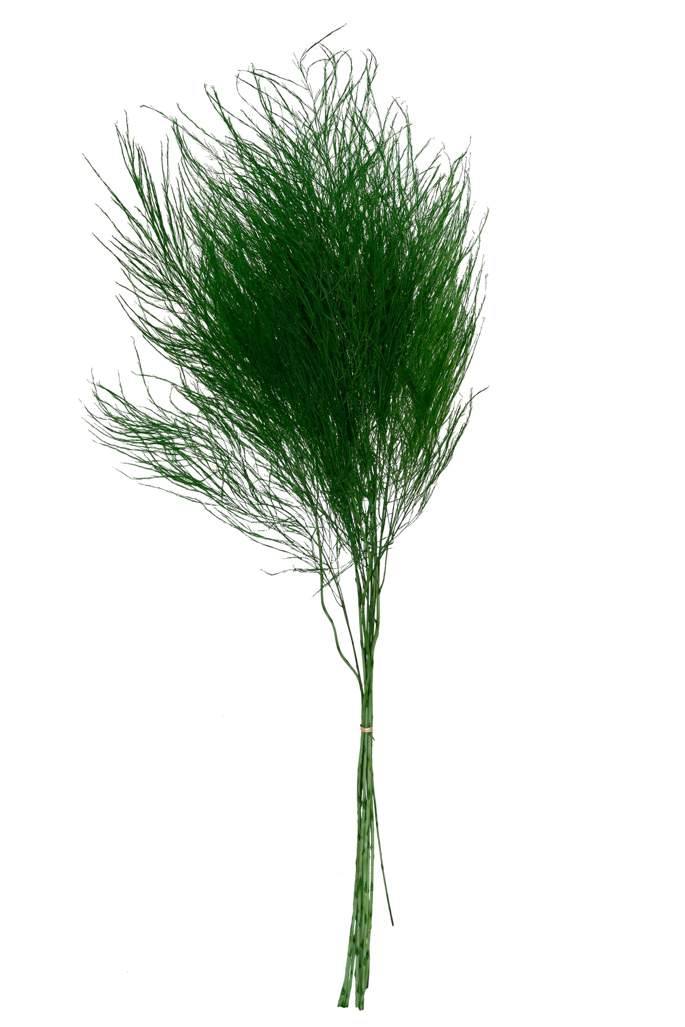 Feriga conservata Tiki H40-50 cm verde deschis RR54