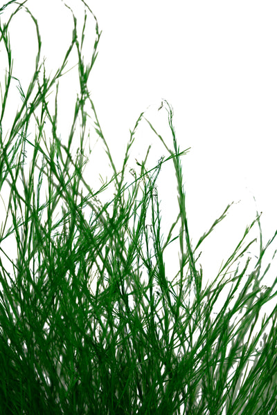 Feriga conservata Tiki H40-50 cm verde deschis RR54