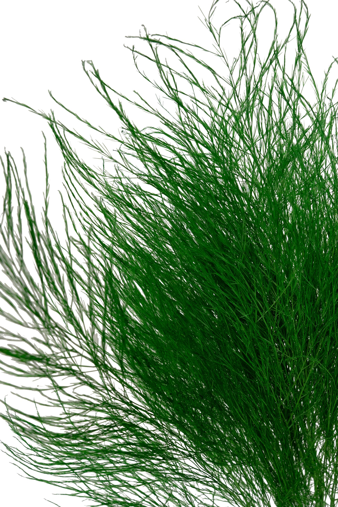 Feriga conservata Tiki H40-50 cm verde deschis RR54