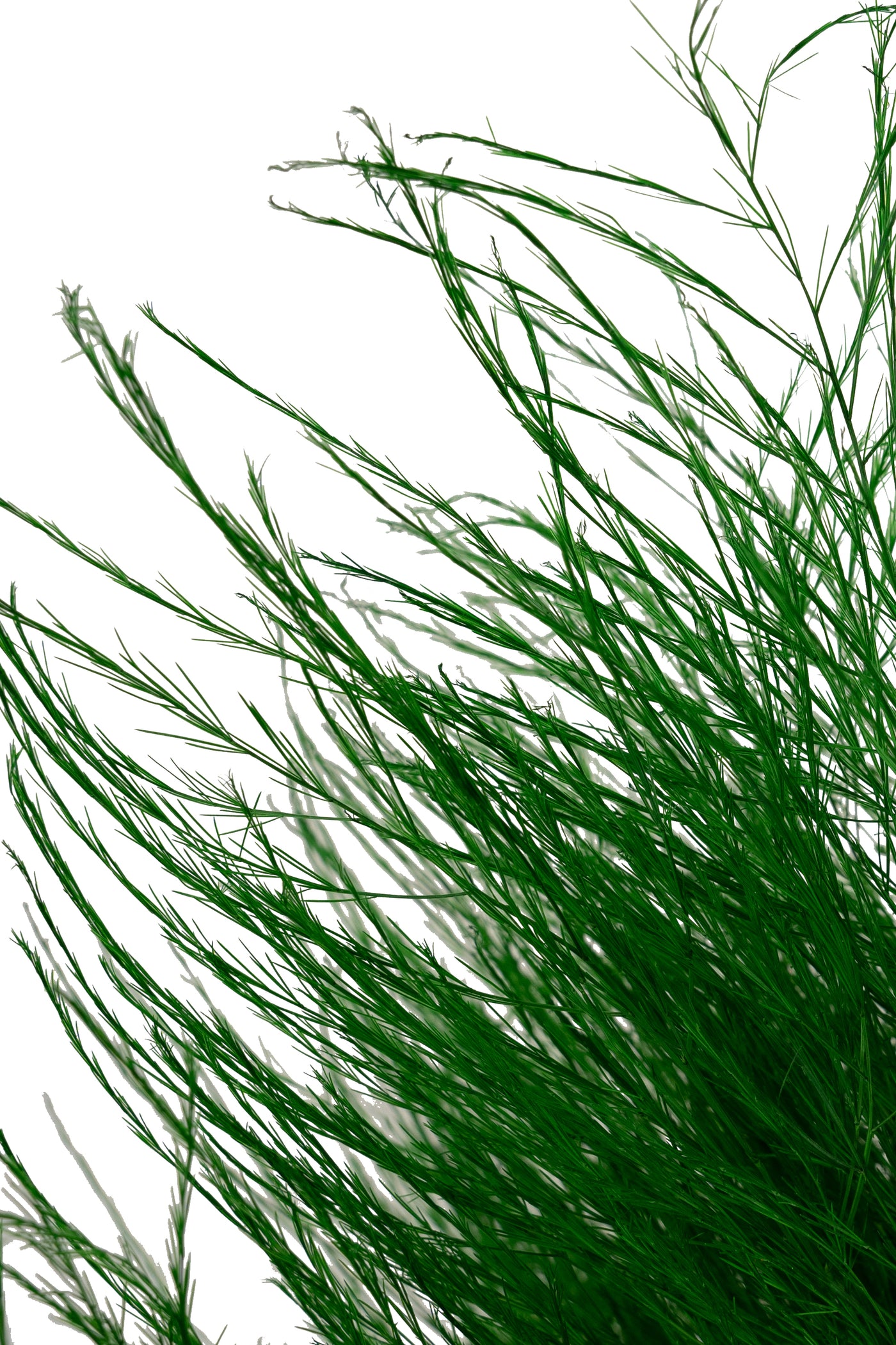 Feriga conservata Tiki H40-50 cm verde deschis RR54