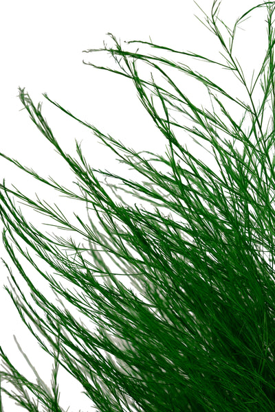 Feriga conservata Tiki H40-50 cm verde deschis RR54