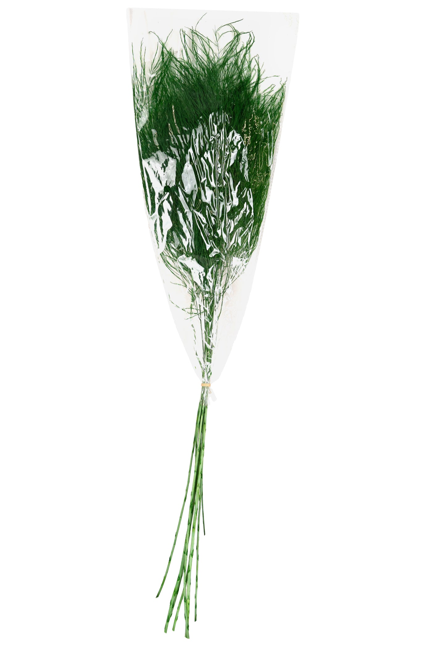 Feriga conservata Tiki H40-50 cm verde deschis RR54