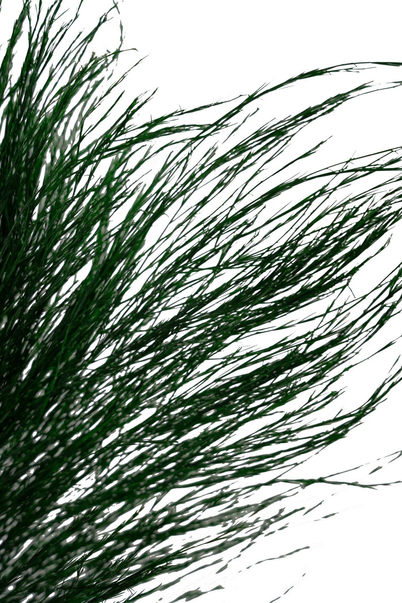 Feriga conservata Tiki H40-50 cm verde inchis RR1