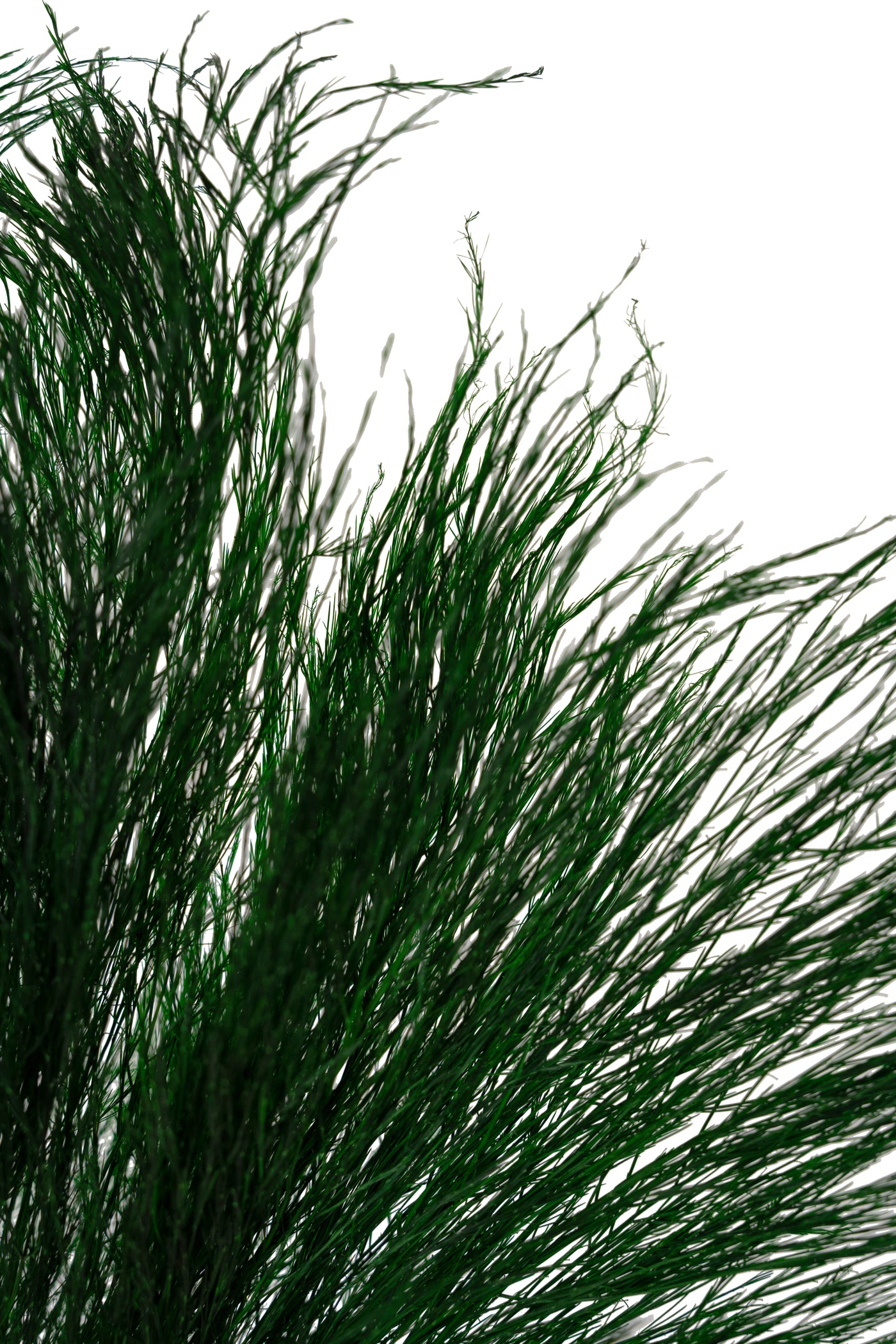 Feriga conservata Tiki H40-50 cm verde inchis RR1