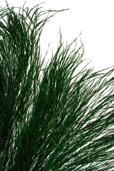 Feriga conservata Tiki H40-50 cm verde inchis RR1