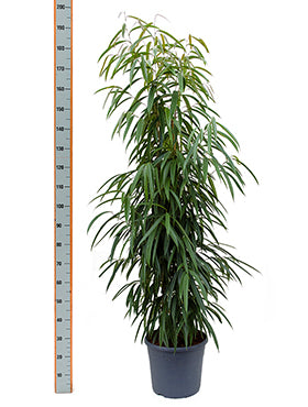 Ficus alii 190 cm