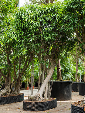 Ficus alii bonsai D210xH400 cm
