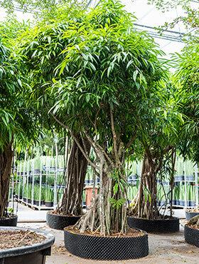 Ficus alii bonsai D240xH425 cm