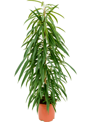 Ficus alii D40xH90 cm