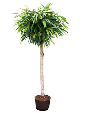Ficus alii D80xH140 cm