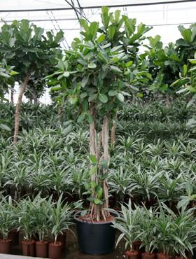 Ficus altissima 240 cm