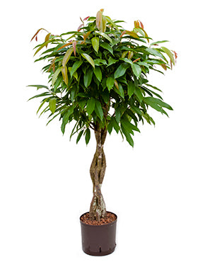 Planta naturala de interior Stem braided D60xH120cm Ficus binnendijkii 'Amstel King' P22/19cm in hidrogranule