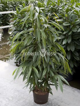 Ficus amstel king 150 cm 86365