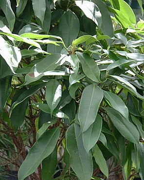 Ficus amstel king 280 cm
