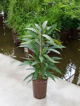 Ficus amstel king 70 cm