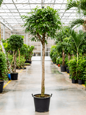 Ficus amstel king D125xH300 cm