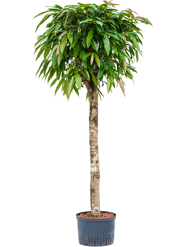 Ficus Amstel King D70xH170 cm